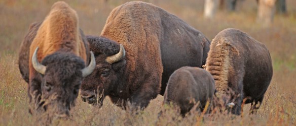 Bison grazing at Ouabache State Park, one of the Indiana State Parks that Eppley is studying for improving accessibility