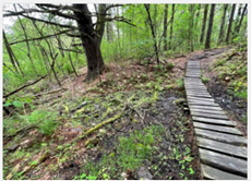 A wooden walkway along a muddy wilderness area