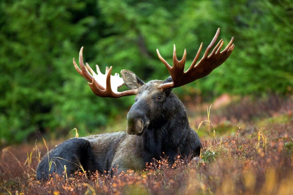 A moose with large antlers sitting on the grass